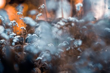 Unutulmayan çiçeklerin güzel bahar çiçekleri soyut arkaplanı.