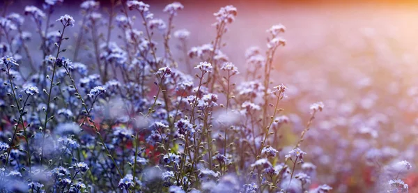 Hermoso Fondo Abstracto Primavera Floral Flores Olvidar — Foto de Stock
