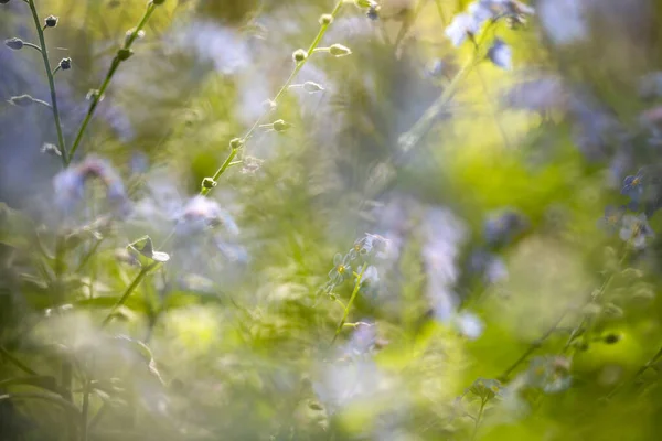 忘れの美しい花春抽象的な背景 Not花 — ストック写真