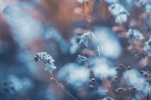 Schöne Blumen Frühling Abstrakten Hintergrund Von Vergissmeinnicht Blumen — Stockfoto