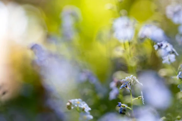 Beautiful Floral Spring Abstract Background Forget Flowers — Stock Photo, Image