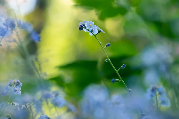 Unutulmayan Çiçeklerin Güzel Bahar Çiçekleri Soyut Arkaplanı — Stok fotoğraf
