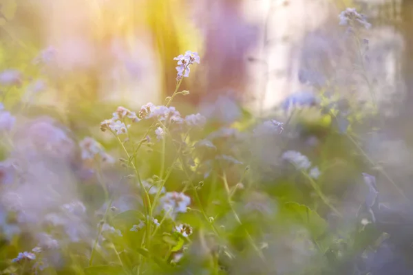 Vackra Blommor Våren Abstrakt Bakgrund Glömma Mig Inte Blommor — Stockfoto