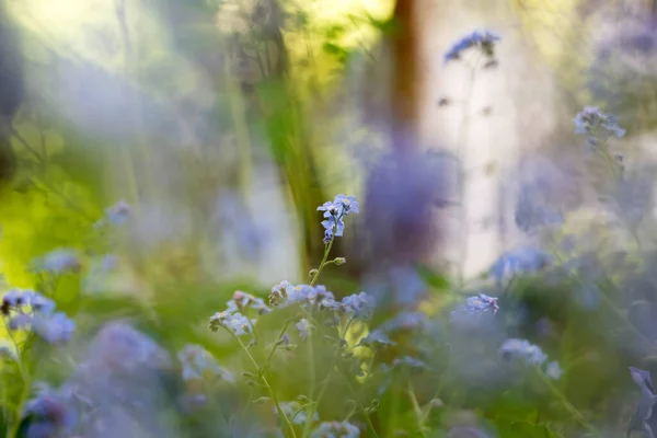 Beautiful Floral Spring Abstract Background Forget Flowers — Stock Photo, Image