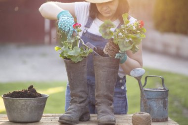 Kadın bahçıvan saksıya çiçek naklediyor. Ev bahçesi kavramı, bahar aktiviteleri..