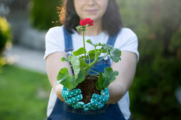 Kobieta Ogrodnik Uśmiechnięty Podczas Gospodarstwa Roślin Kwitnących Ogrodzie — Zdjęcie stockowe