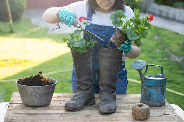Femme Jardinier Transplantant Des Fleurs Pot Concept Jardin Domicile Activités — Photo