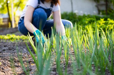 Bahçıvanın elleri bahçeden sebze ekiyor ve topluyor..