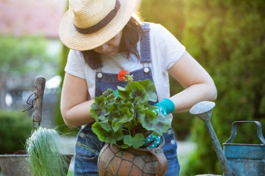 Kadın bahçıvan saksıya çiçek naklediyor. Ev bahçesi kavramı, bahar aktiviteleri..