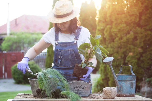 Mulher Jardineira Transplantando Flores Vaso Conceito Jardim Casa Atividades Primavera — Fotografia de Stock
