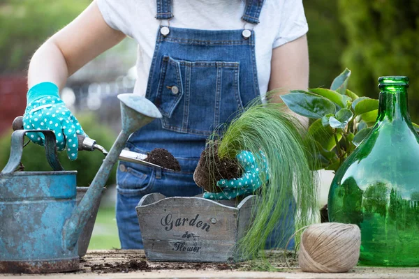 Mujer Jardinero Trasplantando Flores Maceta Concepto Jardín Casa Actividades Primavera — Foto de Stock