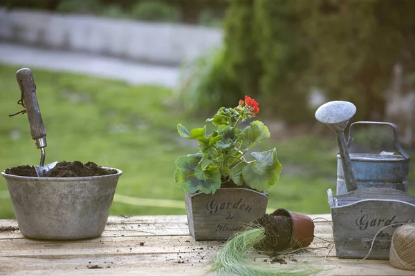 Gardening Set Tools Gardener Wooden Table — Stock Photo, Image