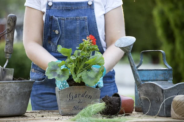 Mujer Jardinero Trasplantando Flores Maceta Concepto Jardín Casa Actividades Primavera — Foto de Stock