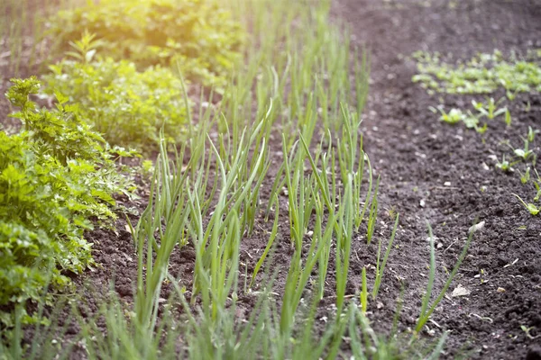 Organically Cultivated Various Vegetables Vegetable Garden — Stock Photo, Image