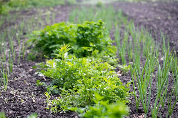 Organically Cultivated Various Vegetables Vegetable Garden — Stock Photo, Image