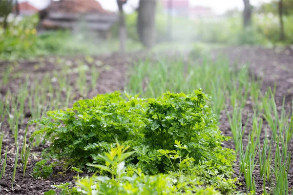 Bushes Friss Lédús Petrezselyem Kertben Göndörpetrezselyem — Stock Fotó