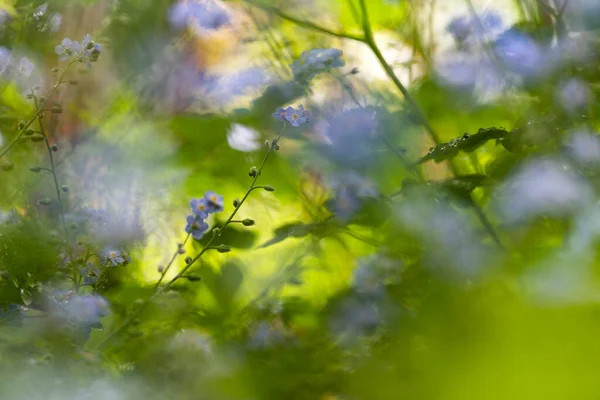 Beautiful Floral Spring Abstract Background Forget Flowers — Stock Photo, Image