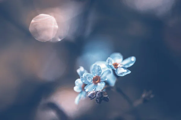 Hermoso Fondo Abstracto Primavera Floral Flores Olvidar — Foto de Stock