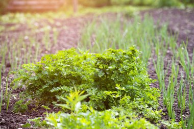 Sebze bahçesinde organik olarak çeşitli sebzeler yetiştirdim.