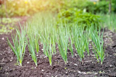 Sebze bahçesinde organik olarak çeşitli sebzeler yetiştirdim.