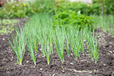 Sebze bahçesinde organik olarak çeşitli sebzeler yetiştirdim.