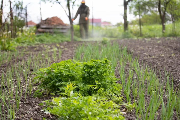 Organically Cultivated Various Vegetables Vegetable Garden — Stock Photo, Image