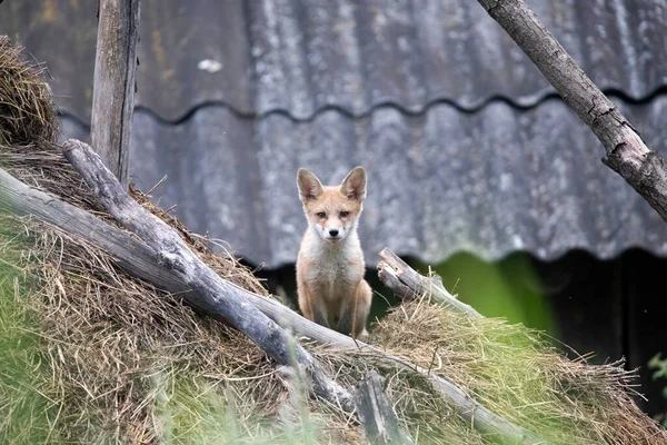 Zorro Rojo Vulpes Vulpes Cachorro Una Pila Heno — Foto de Stock