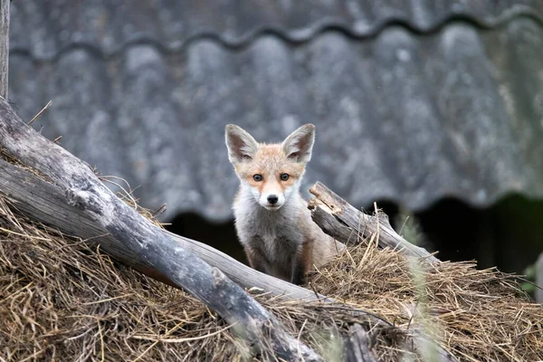 Red Fox Vulpes Vulpes Welp Een Hooiberg — Stockfoto