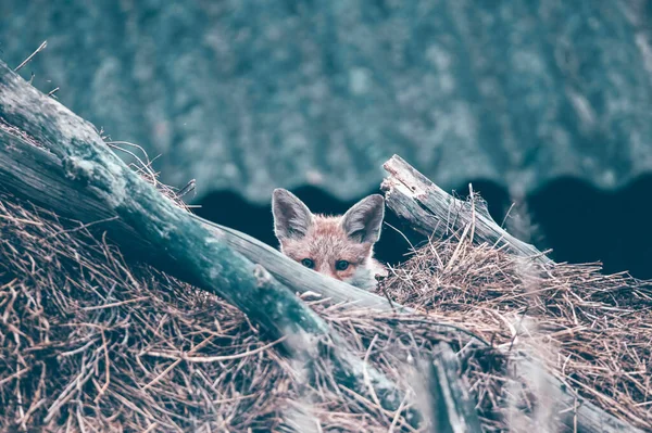 Red Fox Vulpes Vulpes Welp Een Hooiberg — Stockfoto