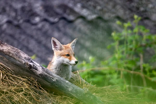 Red Fox Vulpes Vulpes Welp Een Hooiberg — Stockfoto