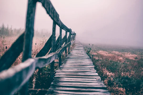 Gölde Sazlıklar Arasında Dar Bir Patika Var — Stok fotoğraf