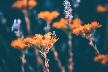 Lavantalı yaz çiçeği arkaplanı