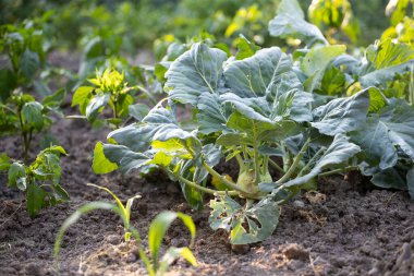Kohlrabi lahanası bahçede yetişiyor..