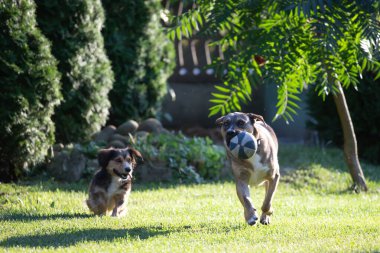 Köpekler bahçede topla oynuyorlar..