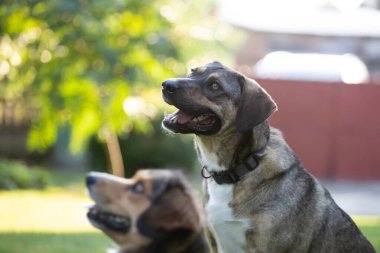 Bahçede oynayan köpekler.