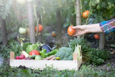 Bahçede taze organik domates hasat eden eller. Bahçe konsepti