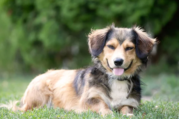 Portrait Photo Adorable Mongrel Dog — Stock Photo, Image