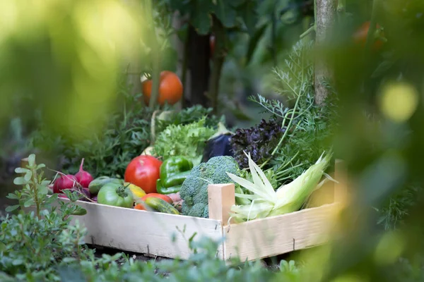 Vegetales Bio Frescos Una Caja Madera Concepto Comida Saludable — Foto de Stock