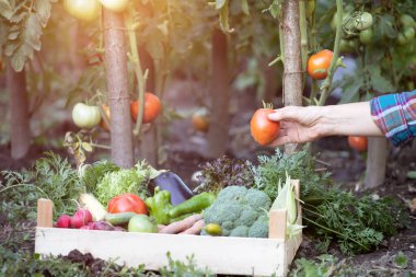Bahçede taze organik domates hasat eden eller. Bahçe konsepti
