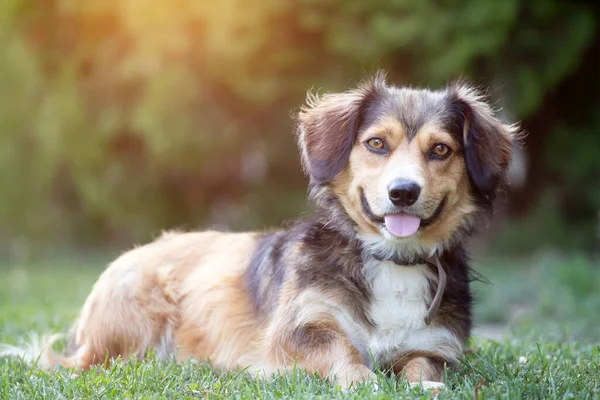 Portrait Photo Adorable Mongrel Dog — Stock Photo, Image