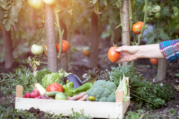 Hands harvesting fresh organic tomatoes in the garden. Gardening concept