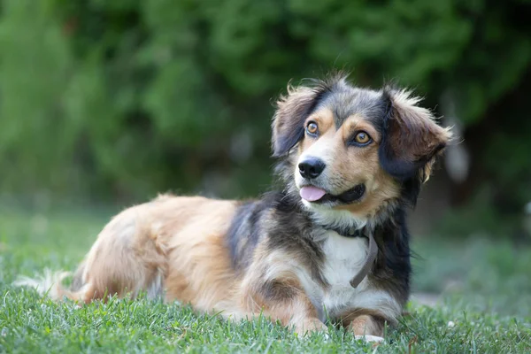 Portrait Photo Adorable Mongrel Dog — Stock Photo, Image