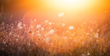 Doğa arkaplanı. Gün batımı gökyüzünde kır çiçekleriyle güzel bir yaz çayırı. Güneş ışığıyla güzellik alanı arka planı.