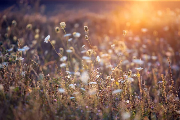 Doğa Arkaplanı Gün Batımı Gökyüzünde Kır Çiçekleriyle Güzel Bir Yaz — Stok fotoğraf