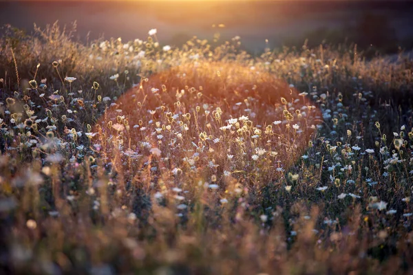 Fondo Naturaleza Hermosa Pradera Verano Con Flores Silvestres Sobre Cielo — Foto de Stock