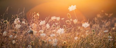 Doğa arkaplanı. Gün batımı gökyüzünde kır çiçekleriyle güzel bir yaz çayırı. Güneş ışığıyla güzellik alanı arka planı.