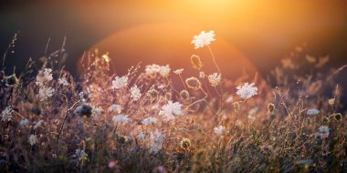 Doğa arkaplanı. Gün batımı gökyüzünde kır çiçekleriyle güzel bir yaz çayırı. Güneş ışığıyla güzellik alanı arka planı.