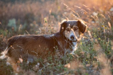 Yaz tarlasında gün batımında sevimli kırma köpek..