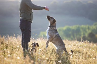 Yazın gün batımında köpeklerini eğiten bir adam..