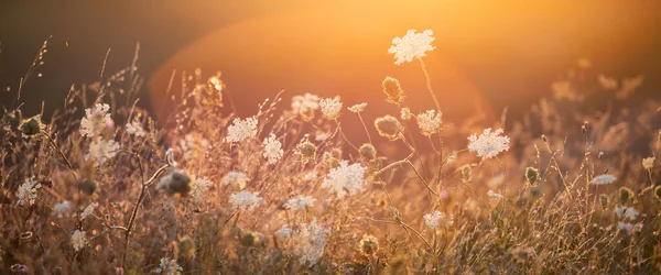 自然を背景に 夕日の空に野生の花と美しい夏の牧草地 太陽のフレアと美の自然フィールドの背景 — ストック写真